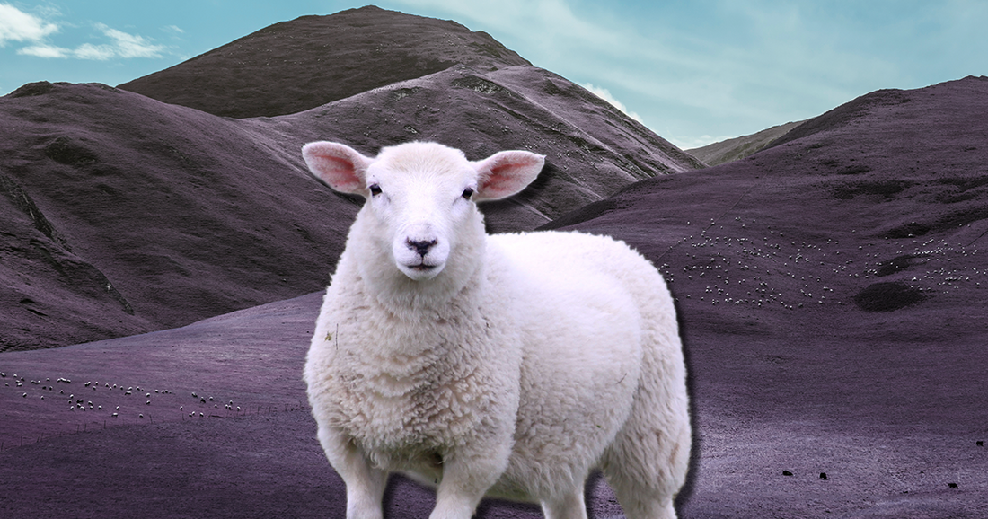 一只白色绵羊站在紫色山谷中，分析数绵羊对睡眠的帮助